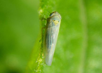 Macrosteles quadrilineatus; Aster Leafhopper