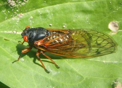 Magicicada cassinii; Cassin's 17-Year Cicada