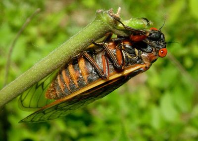 Magicicada septendecim; Pharaoh Cicada