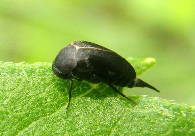 Mordella Tumbling Flower Beetle species