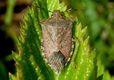 Podisus maculiventris; Spined Soldier Bug