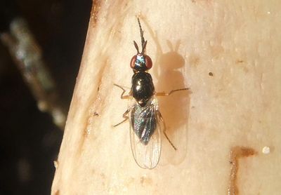Prochyliza xanthostoma; Waltzing Fly species; female