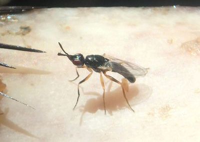Prochyliza xanthostoma; Waltzing Fly species; male