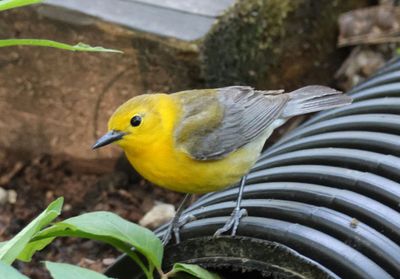 Prothonotary Warbler; female