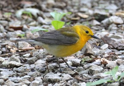 Prothonotary Warbler; female