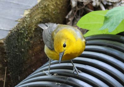 Prothonotary Warbler; female