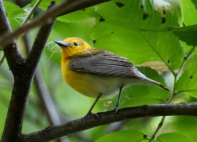 Prothonotary Warbler; female