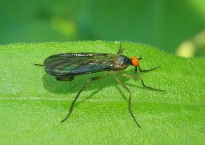 Rhamphomyia longicauda; Long-tailed Dance Fly; male