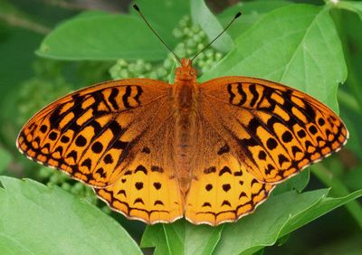 Speyeria cybele; Great Spangled Fritillary