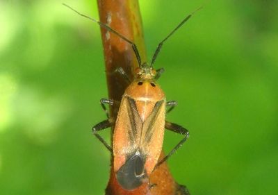 Taedia scrupea; Plant Bug species