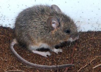 Western Harvest Mouse