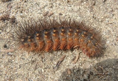 8131 - Estigmene acrea; Salt Marsh Moth caterpillar