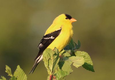 American Goldfinch; breeding male