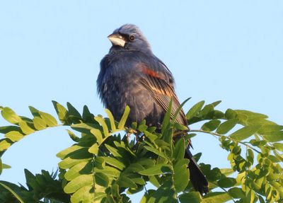 Blue Grosbeak; male