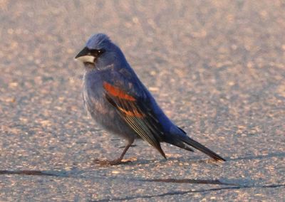 Blue Grosbeak; male