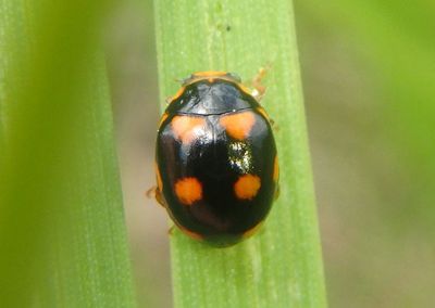 Brachiacantha ursina; Ursine Spurleg Lady Beetle