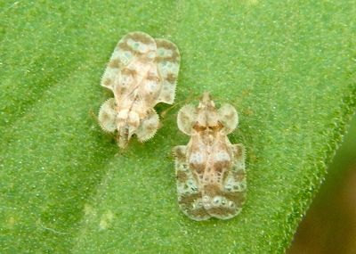 Corythucha marmorata; Chrysanthemum Lace Bugs
