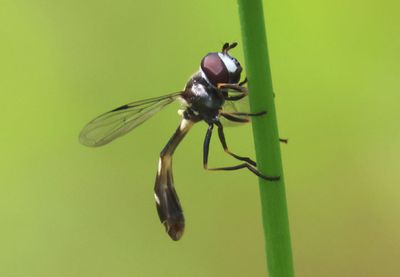 Dioprosopa clavata; Syrphid Fly species; male
