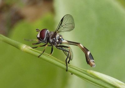 Dioprosopa clavata; Syrphid Fly species; male