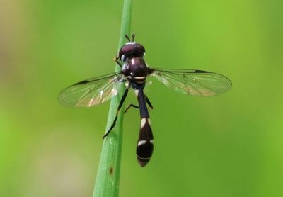 Dioprosopa clavata; Syrphid Fly species; male