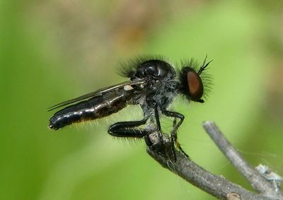 Holopogon oriens; Eastern Twigsitter