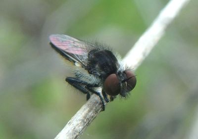 Holopogon oriens; Eastern Twigsitter