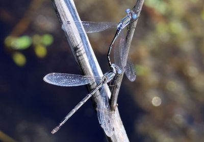 Lestes australis; Southern Spreadwing pair