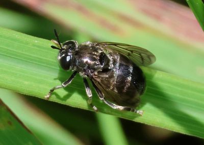Microdon Syrphid Fly species; female
