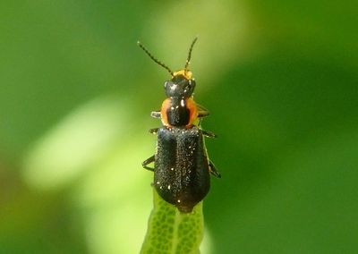 Nodopus flavilabris; Soft-winged Flower Beetle species 