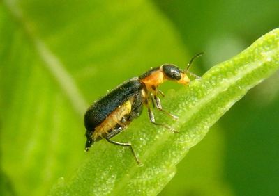 Nodopus flavilabris; Soft-winged Flower Beetle species 