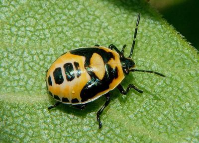 Perillus bioculatus; Two-spotted Stink Bug nymph