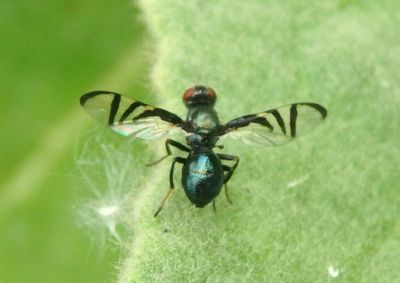 Rivellia Signal Fly species