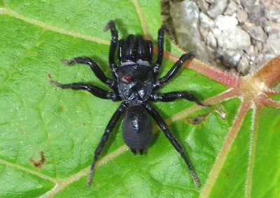 Sphodros niger; Black Purseweb Spider