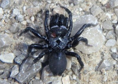 Sphodros niger; Black Purseweb Spider
