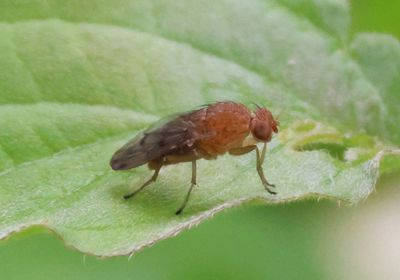 Suillia quinquepunctata; Heleomyzid Fly species
