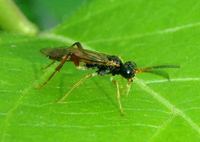 Taxonus epicera; Common Sawfly species