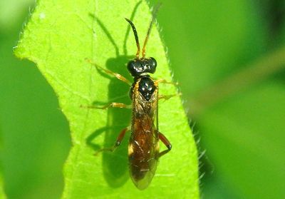 Taxonus epicera; Common Sawfly species
