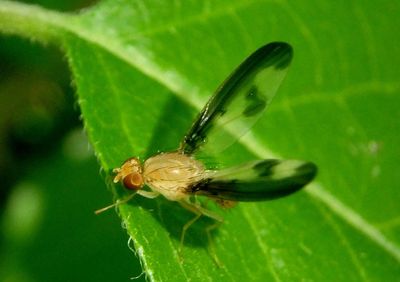 Toxonevra superba; Flutter Fly species