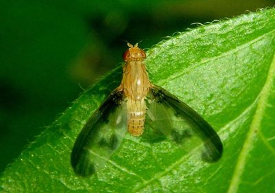 Toxonevra superba; Flutter Fly species