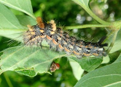 9257 - Acronicta impleta; Yellow-haired Dagger caterpillar