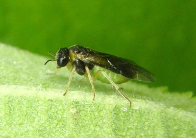 Acordulecera Pergid Sawfly species