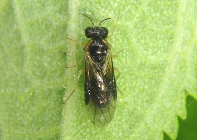 Acordulecera Pergid Sawfly species