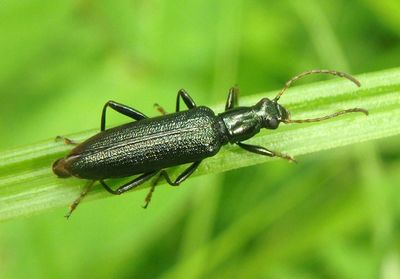 Arthromacra aenea; Darkling Beetle species