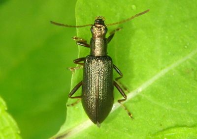Arthromacra aenea; Darkling Beetle species