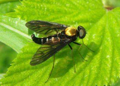 Chrysopilus thoracicus; Golden-backed Snipe Fly; male