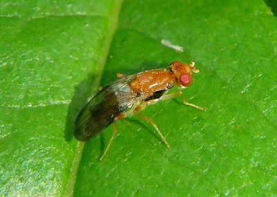 Chyliza apicalis; Rust Fly species