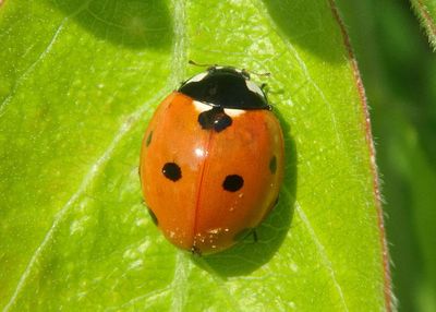 Coccinella septempunctata; Seven-spotted Lady Beetle; exotic