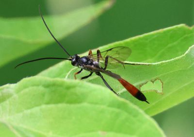 Dusona Ichneumon Wasp species; female