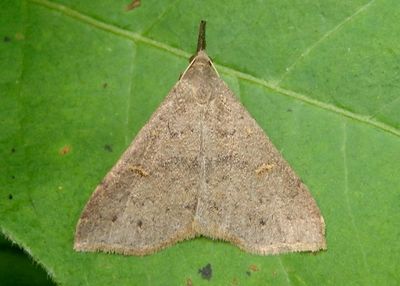 8386 - Renia adspergillus; Speckled Renia Moth