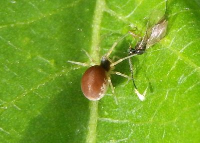 Emblyna sublata; Mesh Weaver species; female  